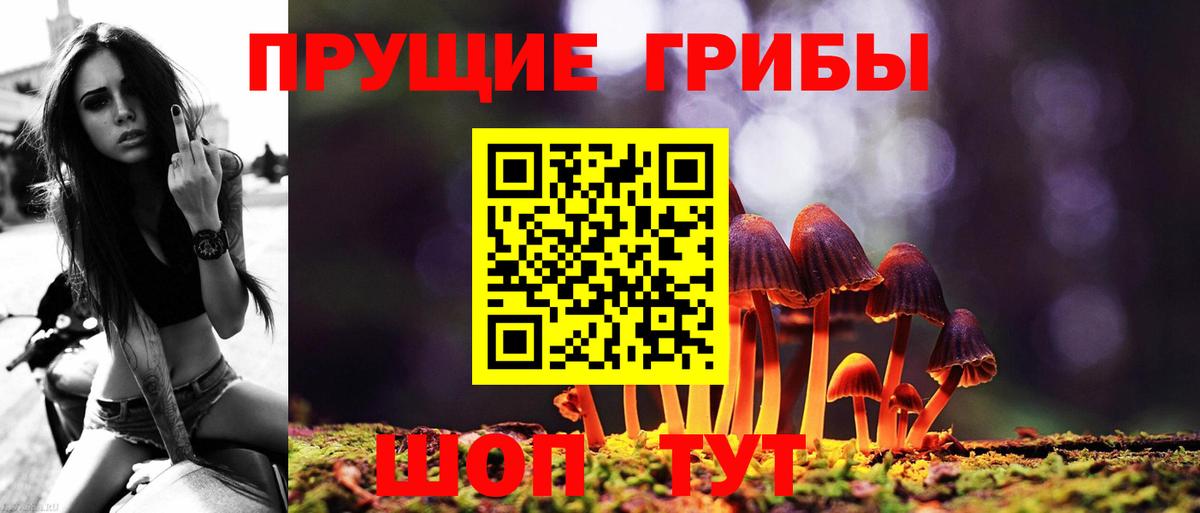 Галлюциногенные грибы Psilocybe Магадан